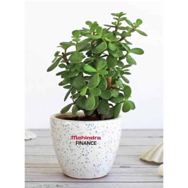 Nature Good Luck Jade Plant in White Round Dew Ceramic Pot