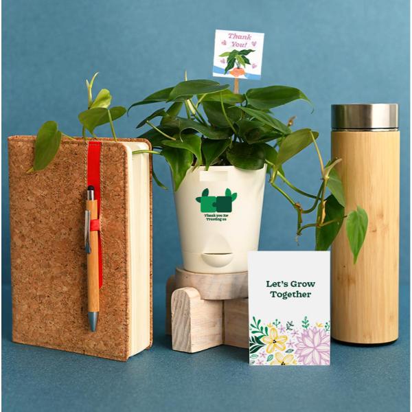 Womens Day Green Haven Hamper